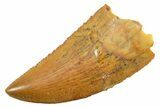 Serrated Raptor Tooth - Real Dinosaur Tooth #364852-1
